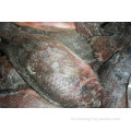 Pescado de tilapia negro redondo y redondo congelado 300-500G